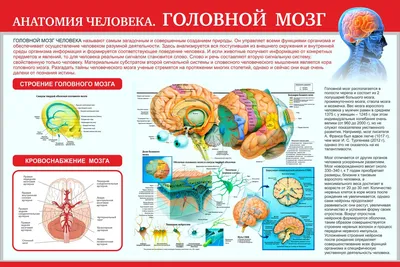 Органы человека: расположение в картинках. Анатомия частей тела