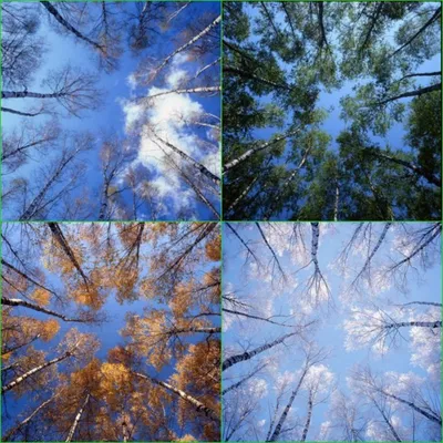 4 времени года на одной картинке для детей (45 лучших фото)