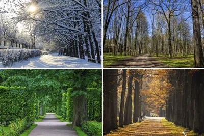 4 времени года на одной картинке для детей (45 лучших фото)