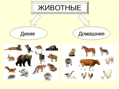 Какие Можно Животные Картинки – Telegraph