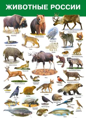 Картинки на английском - ДИКИЕ ЖИВОТНЫЕ - WILD ANIMALS | EnglishFish