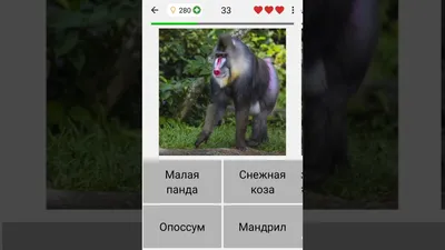 Фотообои на стену Fotooboikin \"Животные 3D\" 400x270 см fot-256 - выгодная  цена, отзывы, характеристики, фото - купить в Москве и РФ