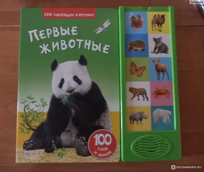 Конспект НОД \"Что, где, когда\" по теме Дикие животные для детей старшего  дошкольного возраста - Развитие речи - Дошкольное образование -  Методическая копилка - Международное сообщество педагогов \"Я - Учитель!\"