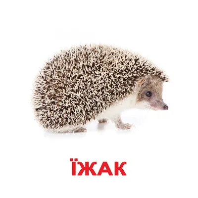 Скачать обои \"Животные\" на телефон в высоком качестве, вертикальные картинки  \"Животные\" бесплатно