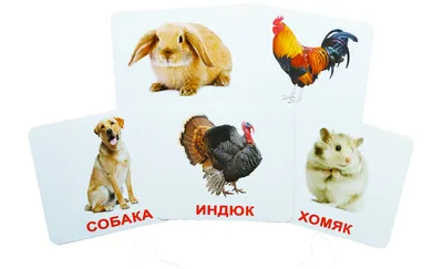 https://daily.afisha.ru/culture/3611-mogut-li-chuchela-zhivotnyh-schitatsya-iskusstvom/