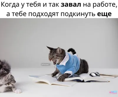 на работе завал полный, да и плюс к этому дерьму домой ехал, мент подрезал  и машинку мою любимую по / Прикольные картинки / смешные картинки и другие  приколы: комиксы, гиф анимация, видео,