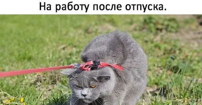 Пин от пользователя Ð¢Ð°Ð½Ñ ÐÐ²Ð°Ð½Ð¾Ð²Ð° на доске Отпуск | Веселые  картинки, Смешные открытки, Работа юмор