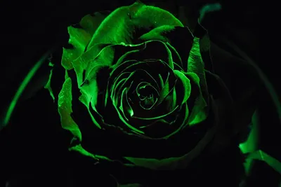 Обои beautiful nature wallpapers, rose, green, красота, роза, flower,  лепестки, цветы, зелёная на рабочий стол