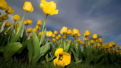 Обои на рабочий стол Желтые тюльпаны на фоне проблесков голубого неба, обои  для рабочего стола, скачать обои, обои бесплатно