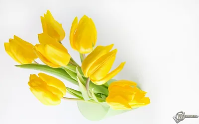Желтые тюльпаны фон - фото и картинки: 56 штук