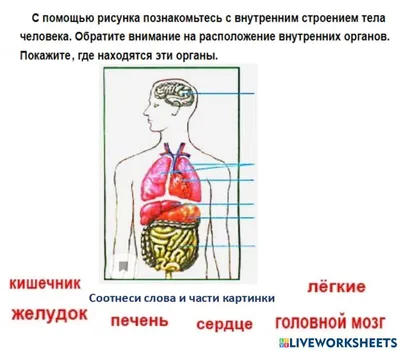 Политику лучше понять через желудок