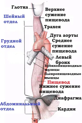 Желудок Человека Анатомия — стоковые фотографии и другие картинки Анатомия  - Анатомия, Аппендикс, Биология - iStock