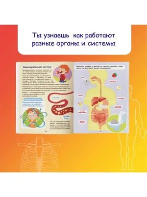 Картинки внутренние органы человека для детей - 15 фото