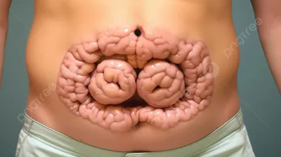 Желудок Мужчина - Внутренние Органы Анатомия - 3D Иллюстрации Фотография,  картинки, изображения и сток-фотография без роялти. Image 58756575