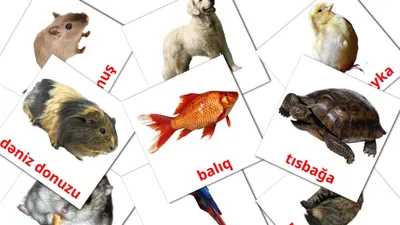 Картинки на английском - ДИКИЕ ЖИВОТНЫЕ - WILD ANIMALS | EnglishFish
