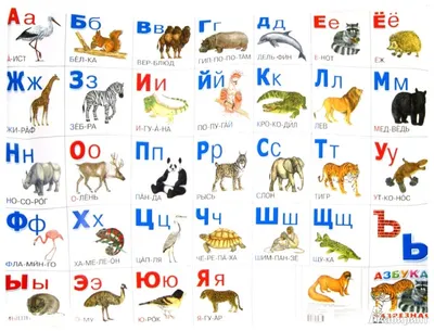 Алфавитный определитель животных / Животные на букву «А» (Африканская  пальмовая циветта, африканская циветта...)