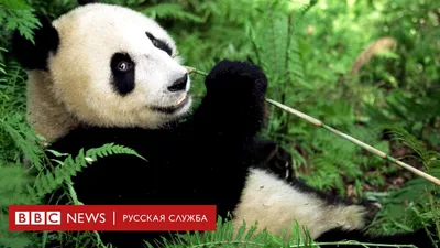 Немецкий алфавит с произношением | Deutsch Online