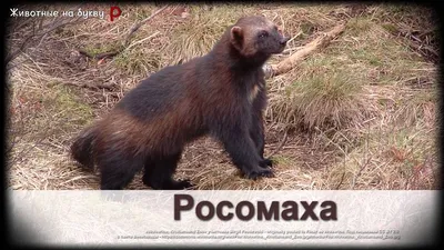 Картинки с надписью птицы по алфавиту от а до я (46 фото) » Юмор, позитив и  много смешных картинок