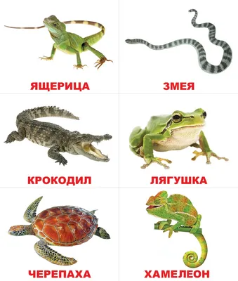 Другие животные - Туристическое агентство \"Велл\" г. Улан-Удэ