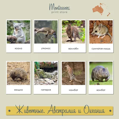 Животные Северной Америки - карточки Монтессори купить и скачать