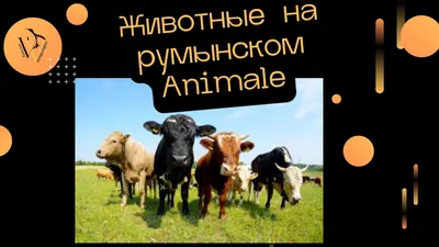 Ирбис — Википедия
