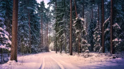 Обои зимняя природа, иней, снег, олень, снежные горы скачать 1366x768