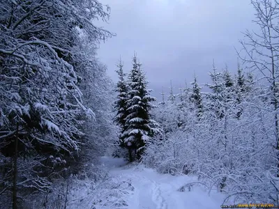Зимние заставки на телефон - 69 фото