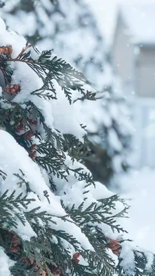 Фотографии iPhone сматфоном зимние телефоном рука 1920x1200
