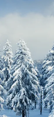 Новогодние заставки на айфон - 70 фото