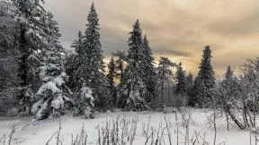Зимний лес обои для рабочего стола, картинки и фото