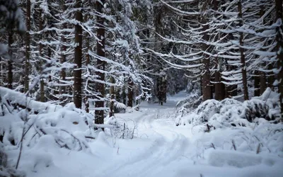 Winter - pling.com