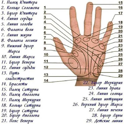 Значение линий на руке в картинках фотографии